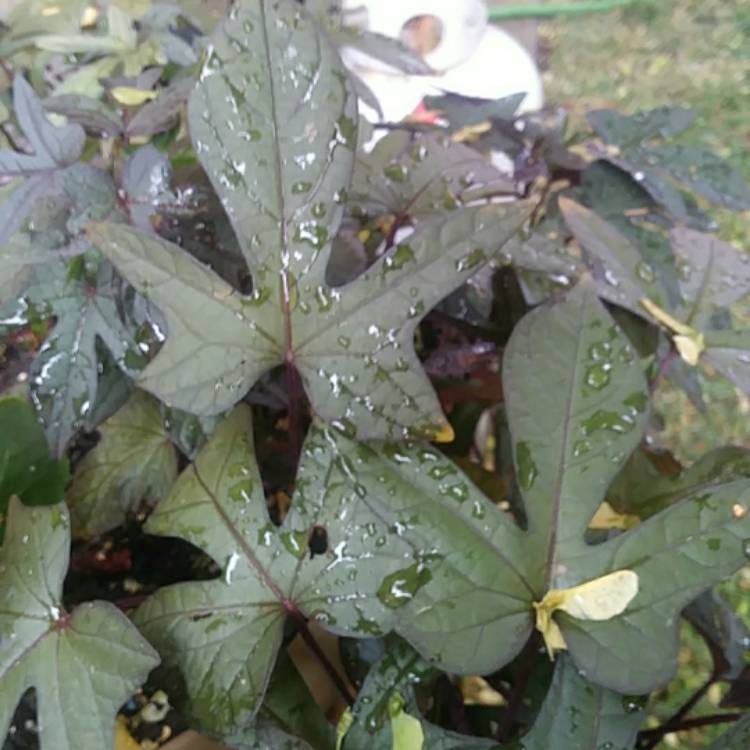 Plant image Ipomoea Batatas 'Solar Tower Black'