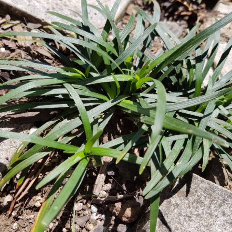 Plant image Ophiopogon japonicus 'Nanus' syn. Ophiopogon japonicus 'Nana'