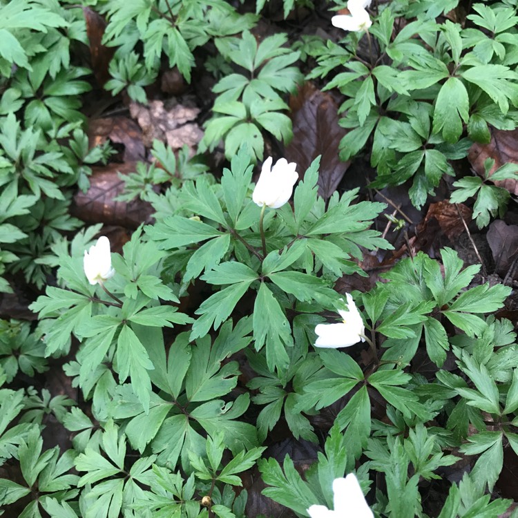 Plant image Anemone nemorosa