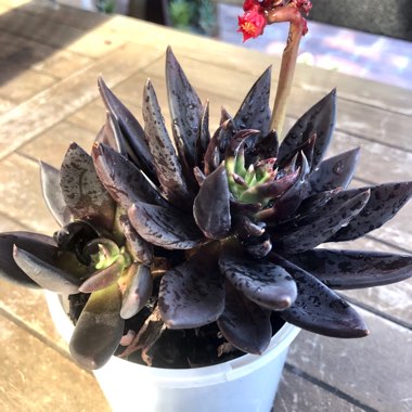 Echeveria Affinis sp.