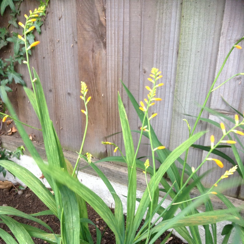 Plant image Crocosmia x crocosmiiflora 'George Davison'