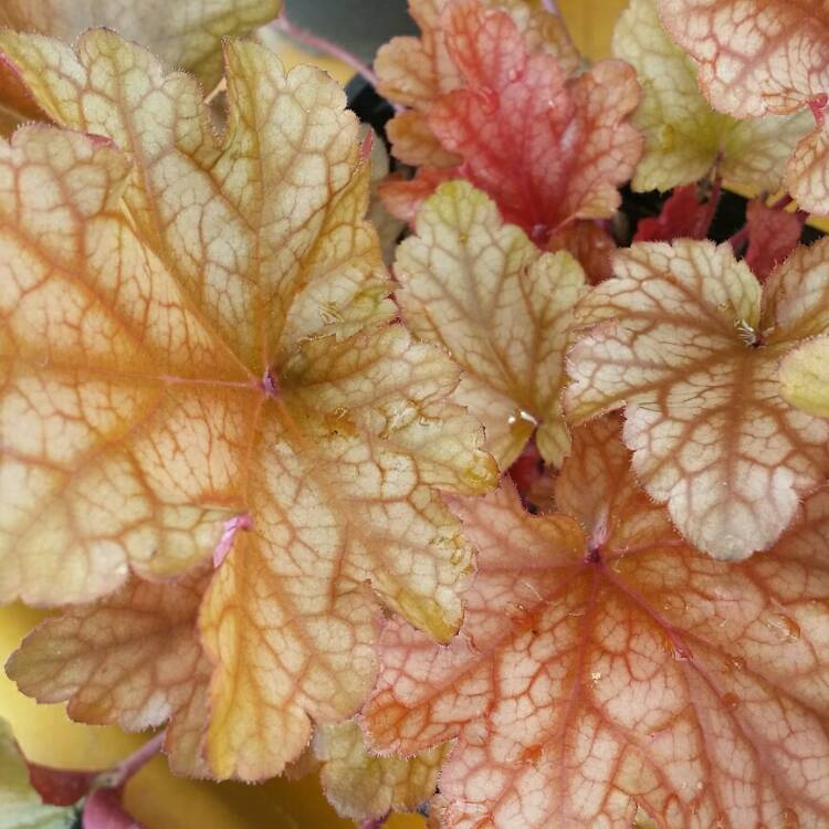 Plant image Heuchera 'Peach Flambe'