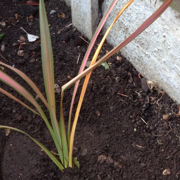 Plant image Phormium 'Sundowner'