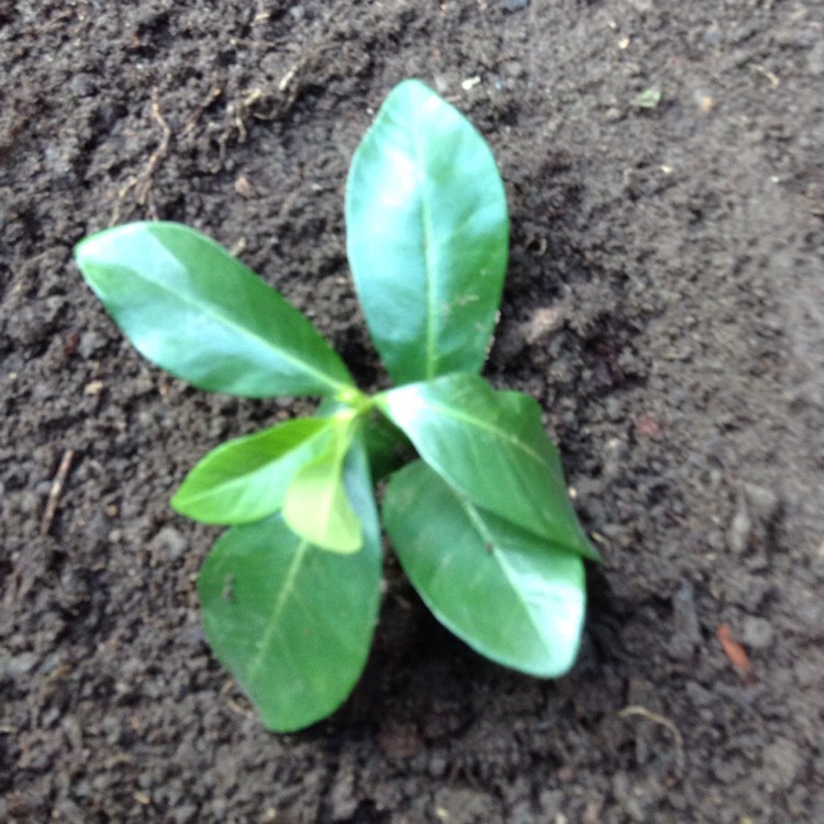 Plant image Gardenia jasminoides 'Crown jewels'