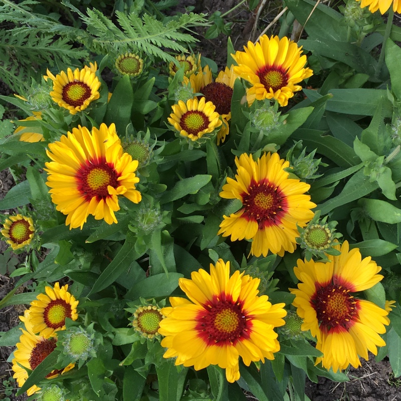 Blanket Flower 'Arizona Sun'