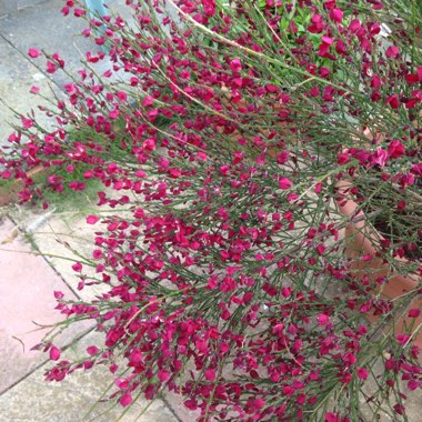 Broom 'Boskoop Ruby'