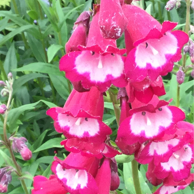 Plant image Penstemon x gloxiniodes 'Bell Tower Red'