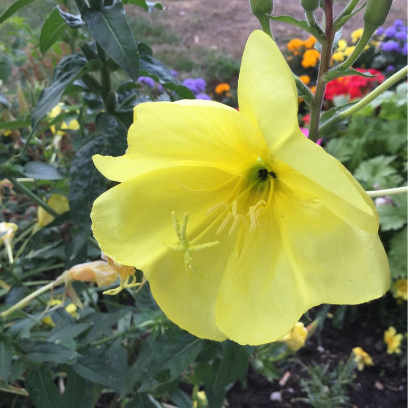 Plant image Oenothera missouriensis