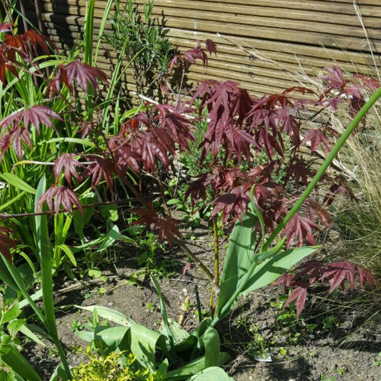 Plant image Acer palmatum 'Atrolineare'