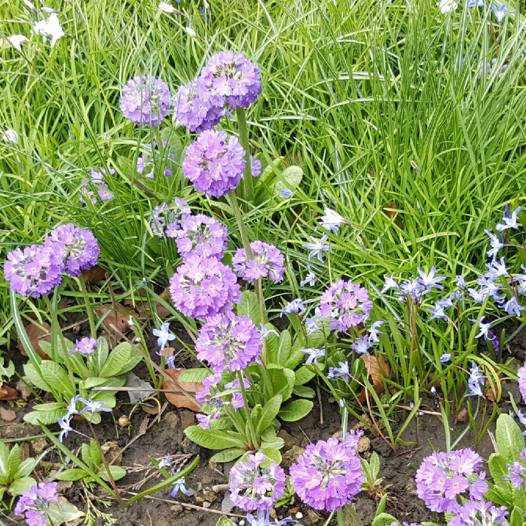 Primula denticulata