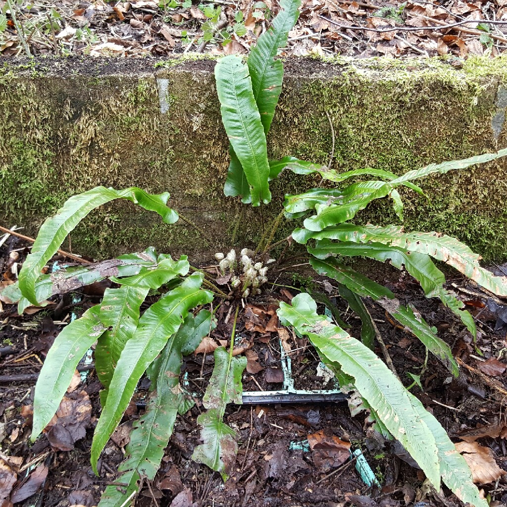 Hart's tongue fern