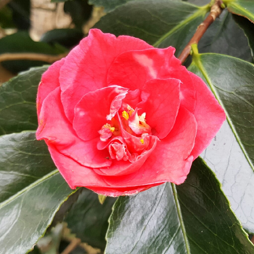 Camellia 'Adolphe Audusson'