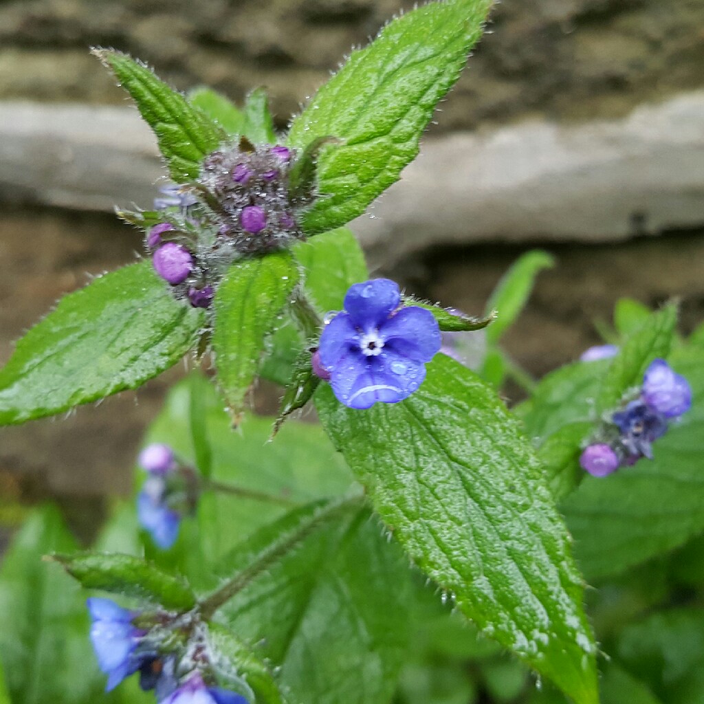 Green Alkanet