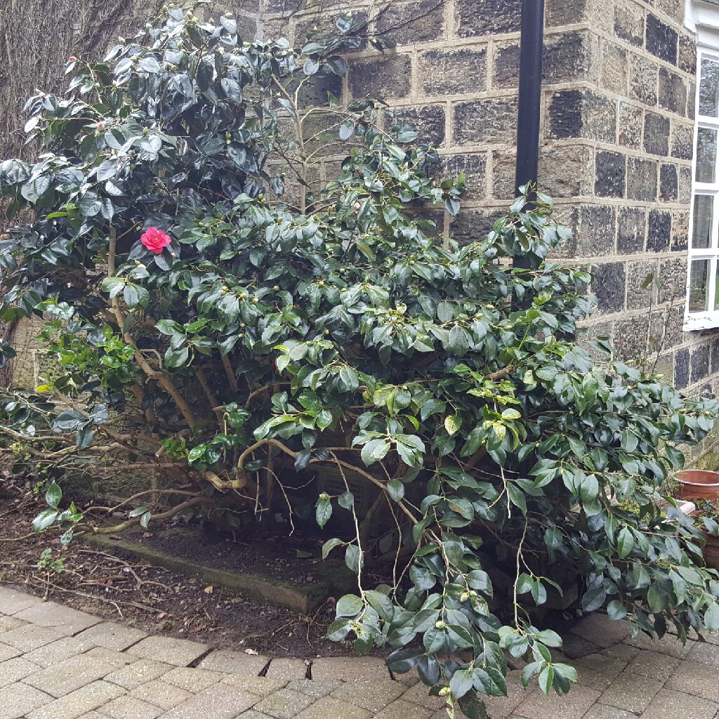 Camellia 'Adolphe Audusson'