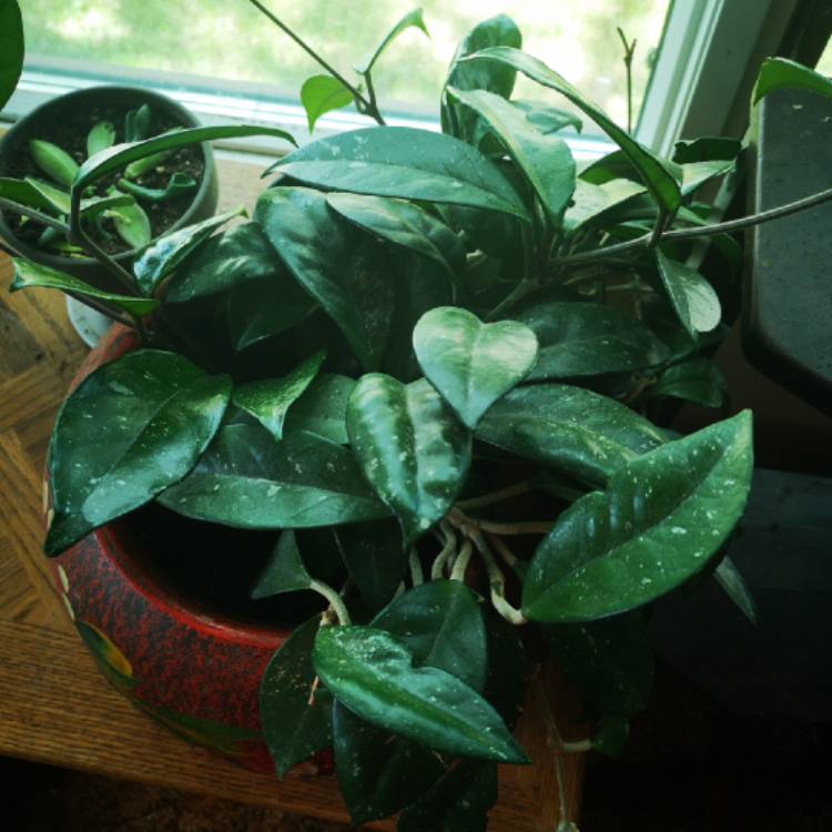 Plant image Hoya pubicalyx 'Jungle Garden'