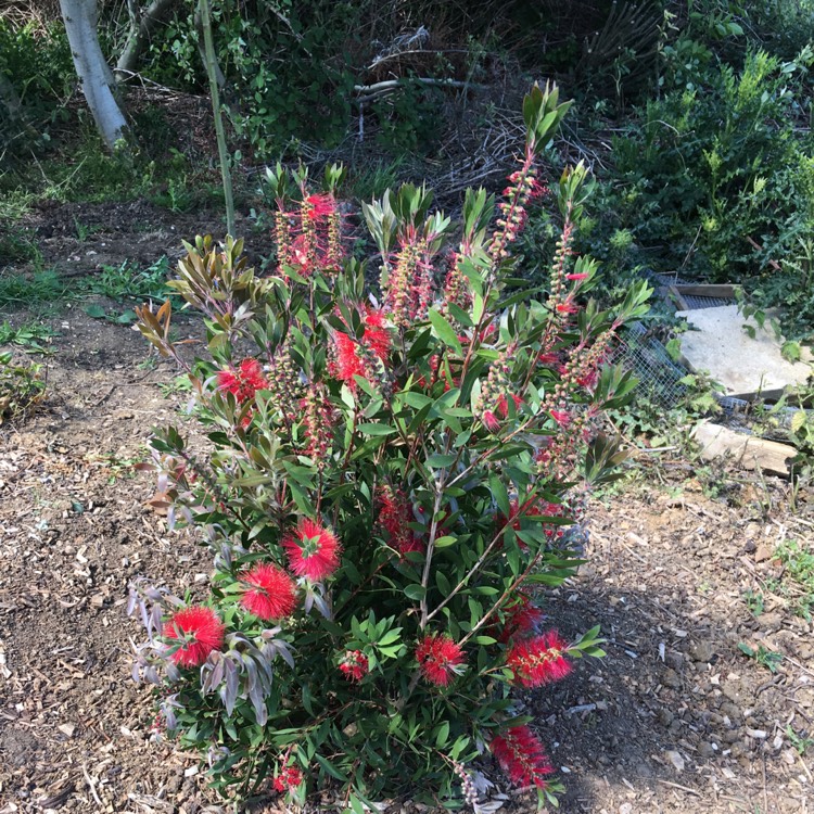 Plant image Callistemon Laevis