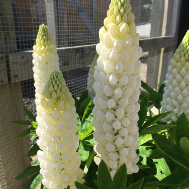 Lupin 'Gallery White'