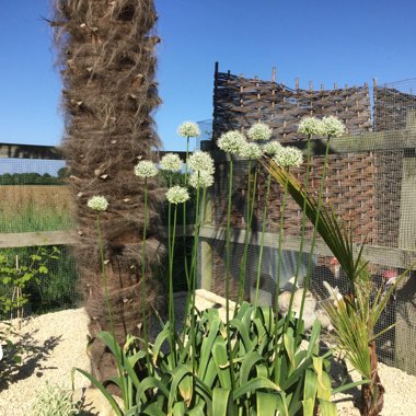 Allium 'White Giant'