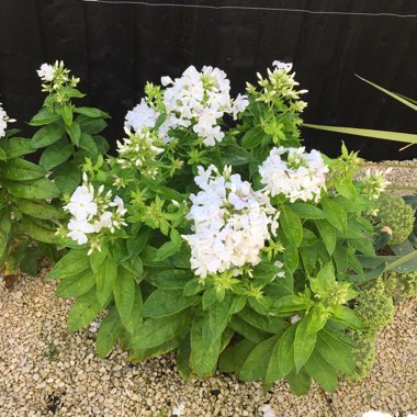 Phlox paniculata