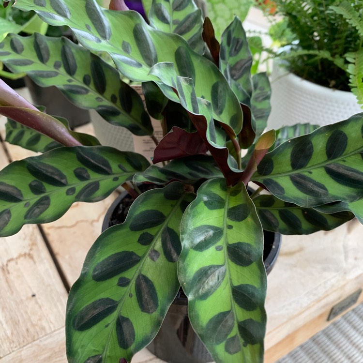 Plant image Calathea Insignis