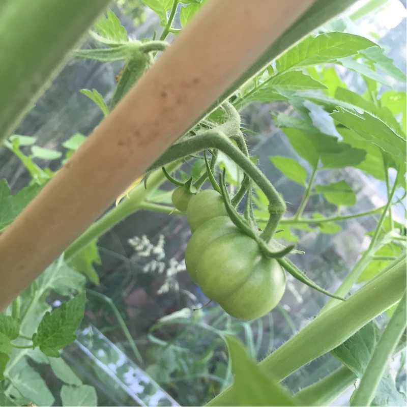 Tomato 'Super Marmande'