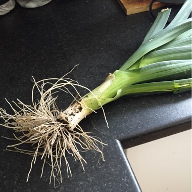 Leek 'Musselburgh'