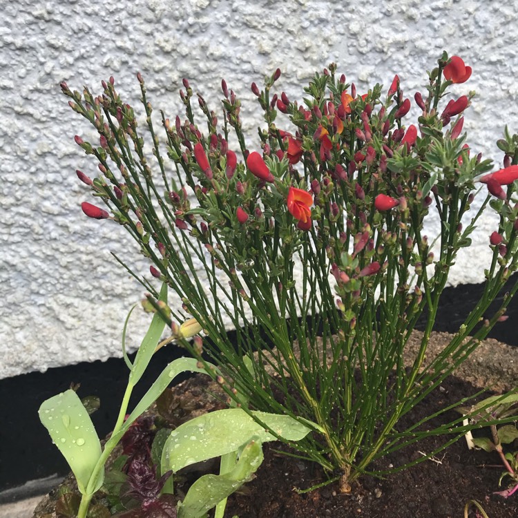 Plant image Cytisus 'Lena'