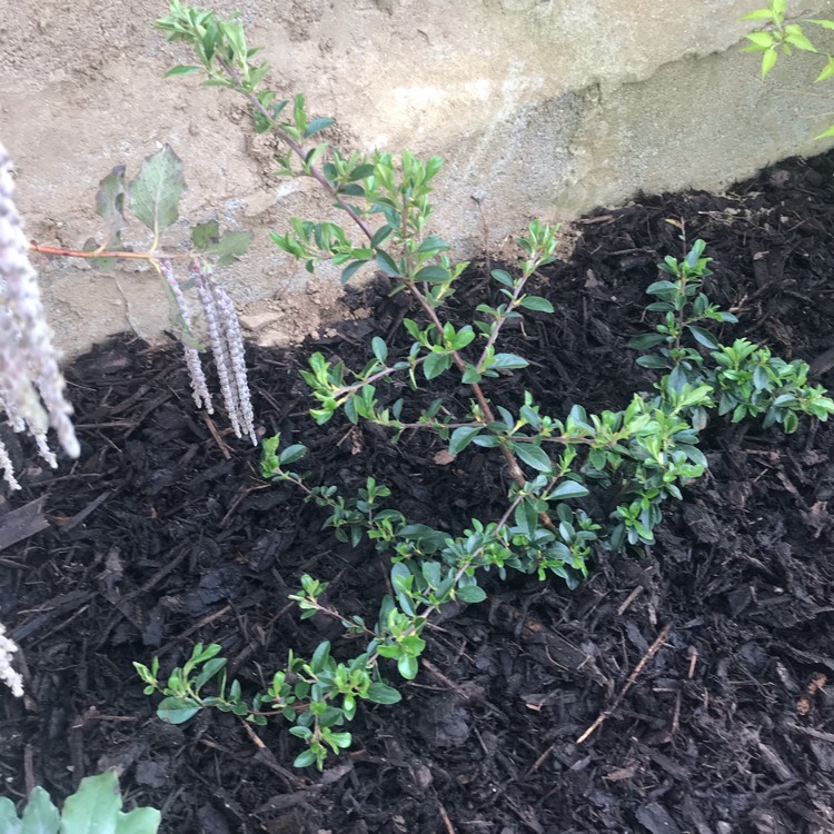 Plant image Pyracantha 'Soleil d'Or'