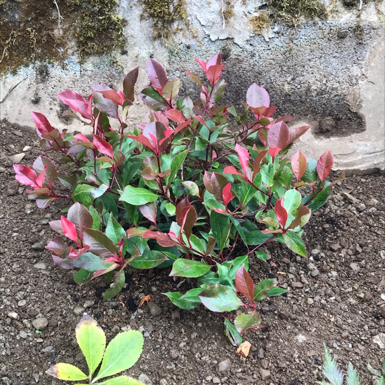 Plant image Photinia x fraseri 'Little Red Robin'