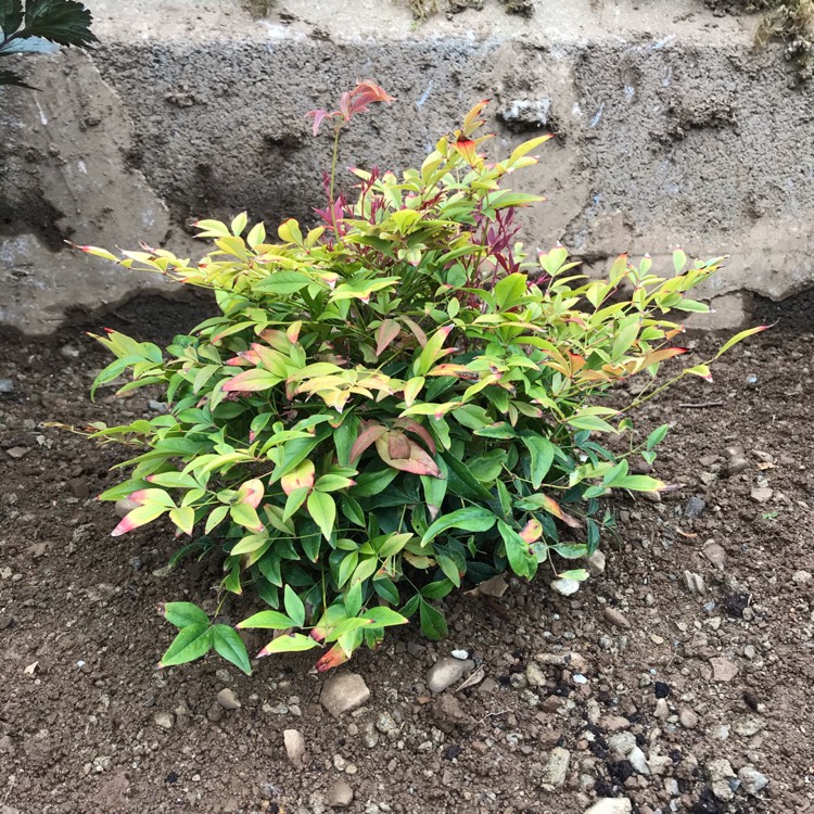 Plant image Nandina domestica 'Obsessed'