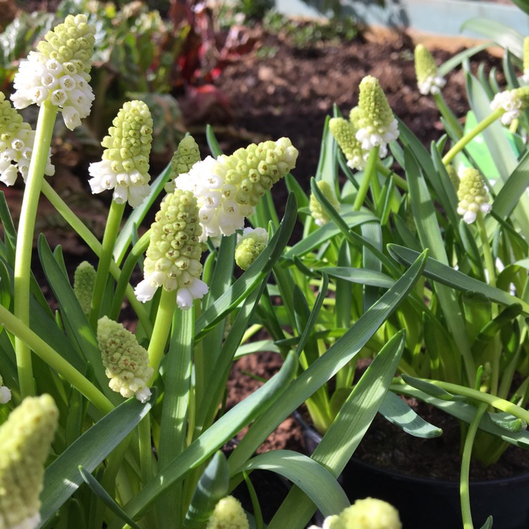 Plant image Muscari aucheri 'White Magic'