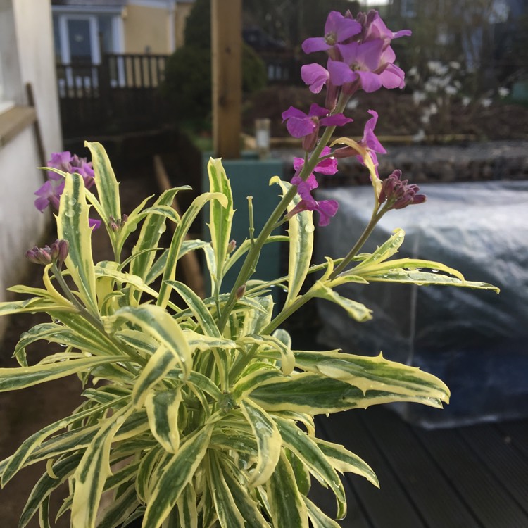 Plant image Erysimum linifolium 'Variegatum'