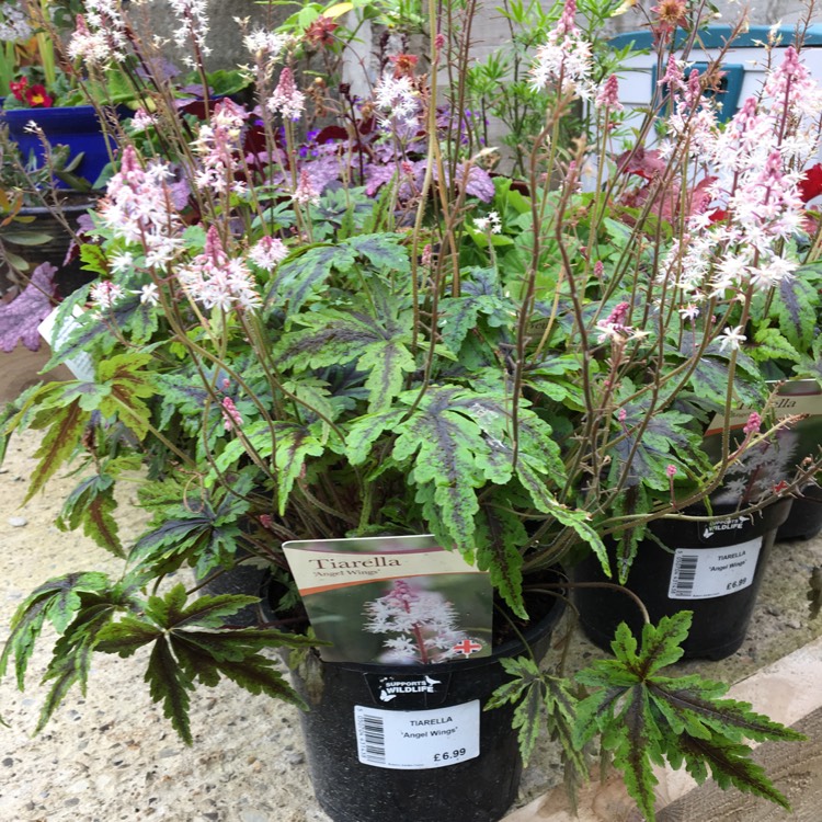 Plant image Tiarella 'Angel Wings' (Fox Series)