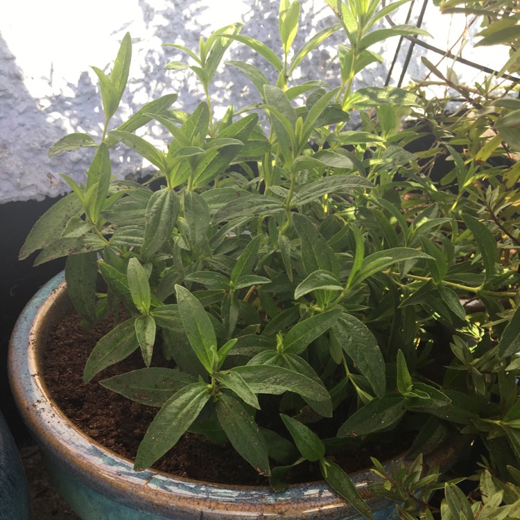 Plant image Cistus x dansereaui 'Decumbens' syn. Cistus x lusitanicus 'Decumbens'