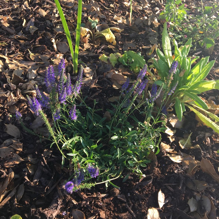 Plant image Veronica spicata 'Yabblu' syn. Veronica spicata 'Inspire Blue'