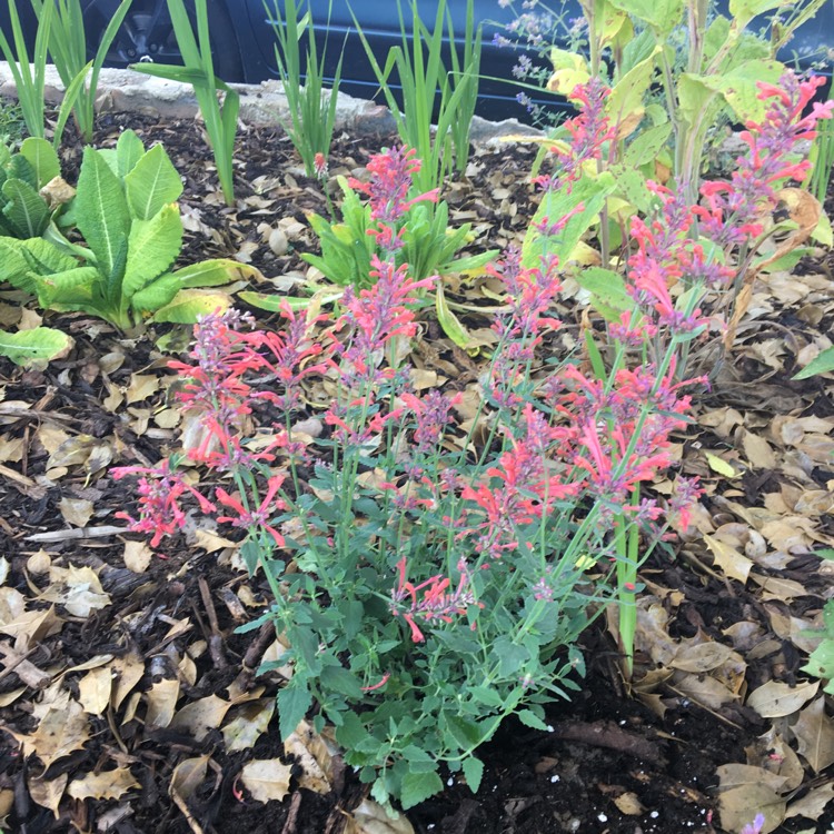 Plant image Agastache 'Kudos Coral'