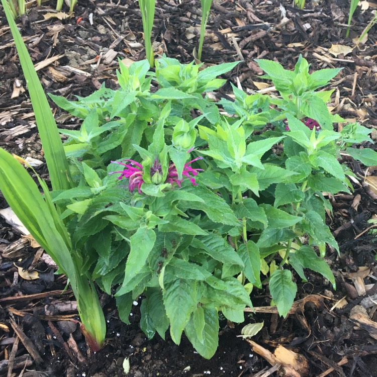 Plant image Monarda Didyma 'Balmy Purple'