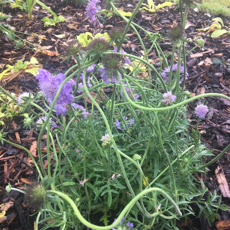 Plant image Scabiosa 'Mariposa Blue'