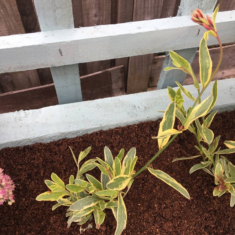 Plant image Oenothera lindheimeri 'Harrfolk' syn. Oenothera lindheimeri 'Freefolk Rosy', Gaura lindheimeri 'Freefolk Rosy'