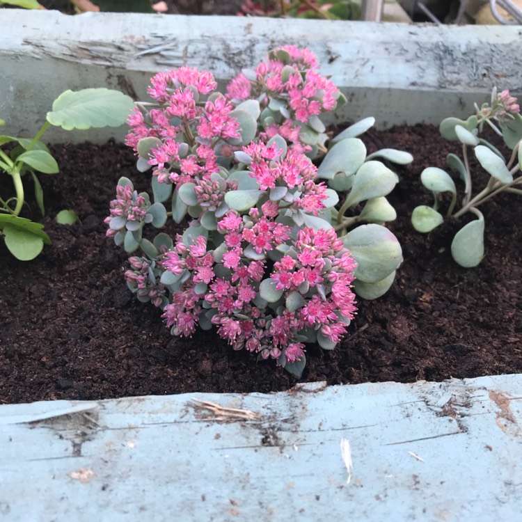 Plant image Hylotelephium Cauticola