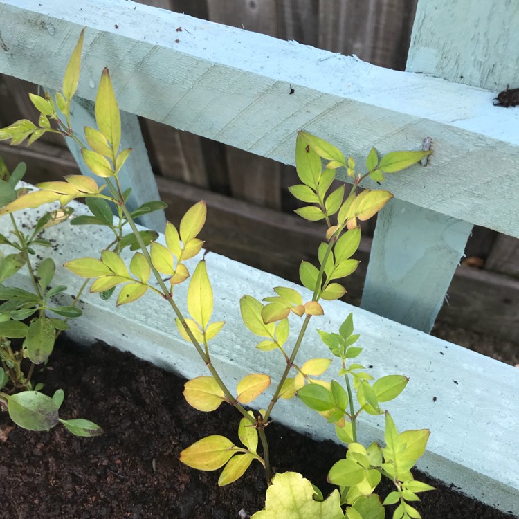 Plant image Jasminum x stephanense