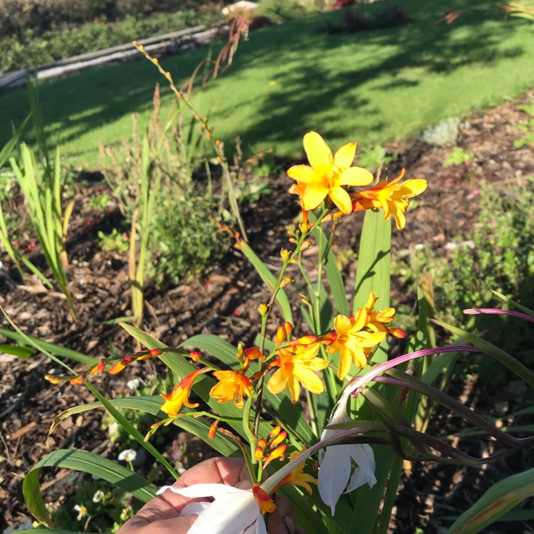 Plant image Crocosmia x crocosmiiflora 'Harlequin'