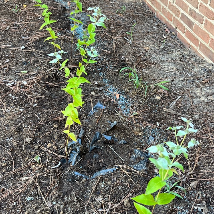 Plant image Pycnanthemum muticum