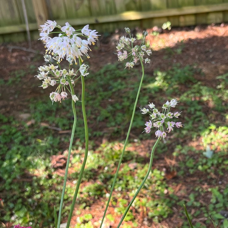 Plant image Allium cernuum