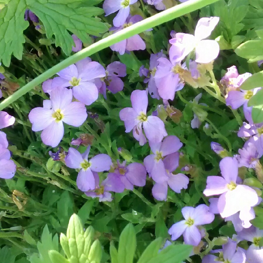 Rock Cress