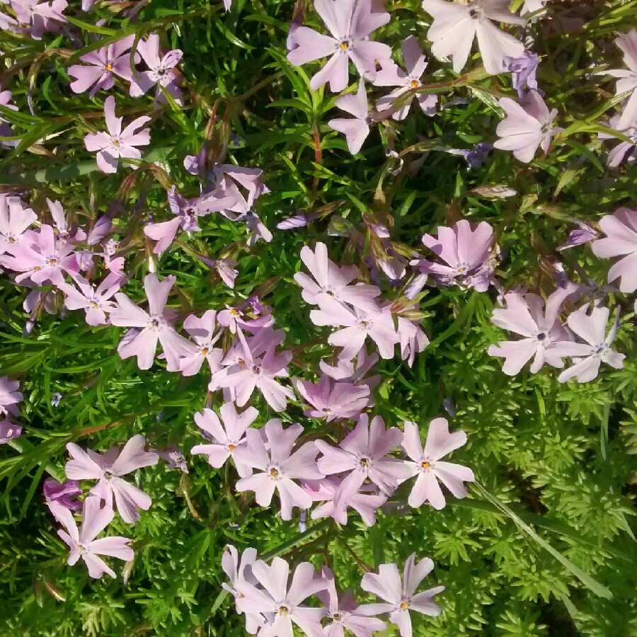 Plant image Phlox stolonifera 'Home Fires'