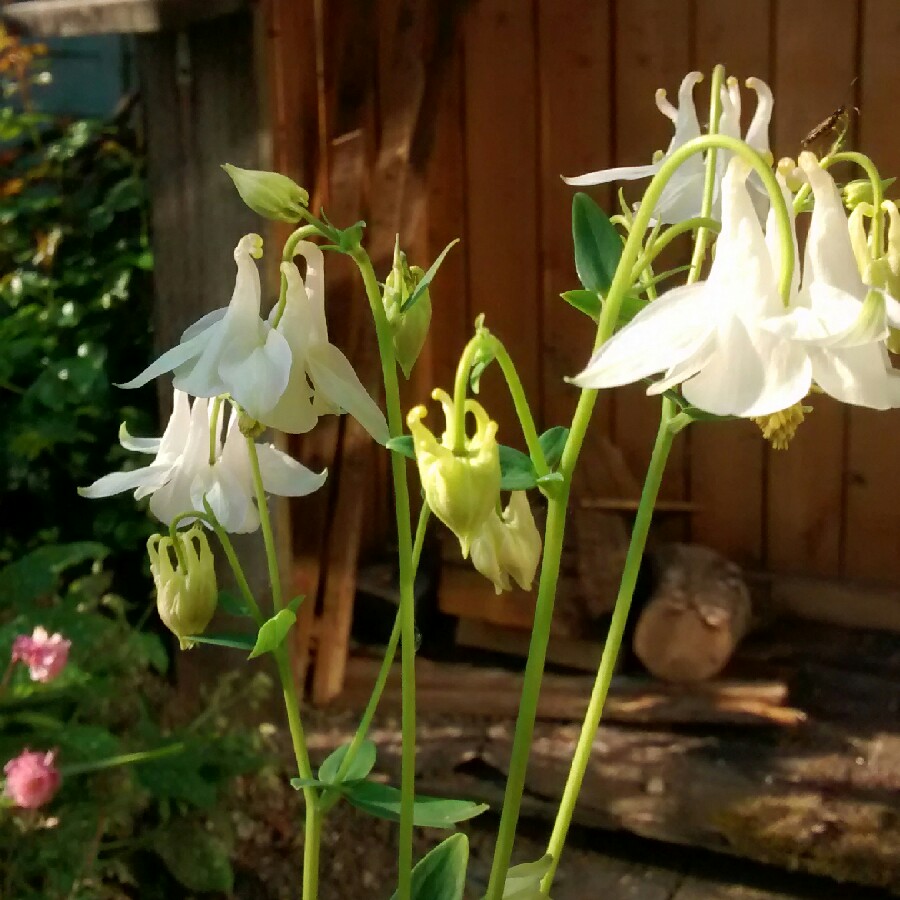 Columbine