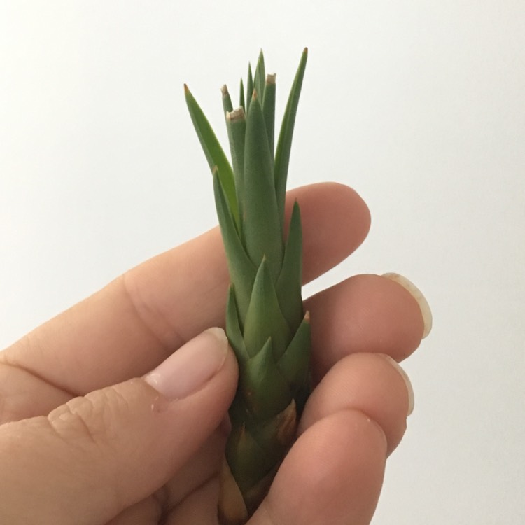 Plant image Tillandsia seleriana