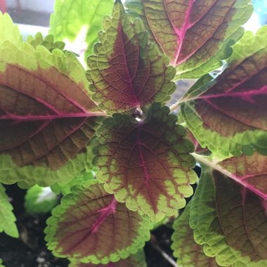 Coleus