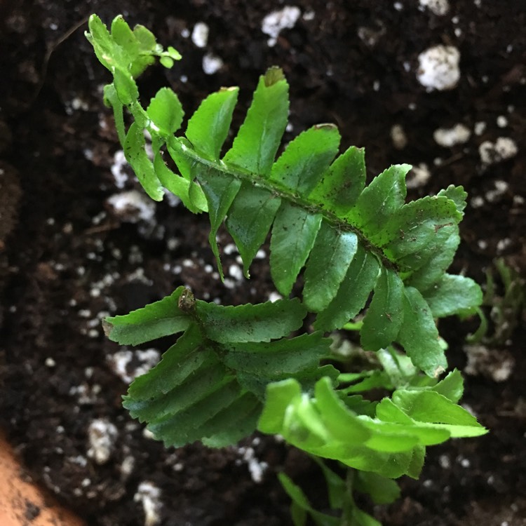 Plant image Pellaea Rotundifolia